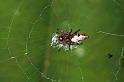 Cyclosa_trilobata_F0763_Z_75_Palmerstone park_Australie